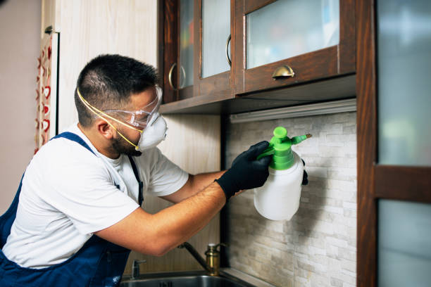 Best Local Pest Control Services  in Jamul, CA