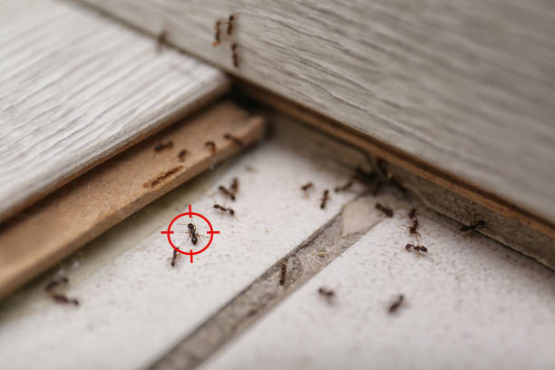Pest Control Cost in Jamul, CA