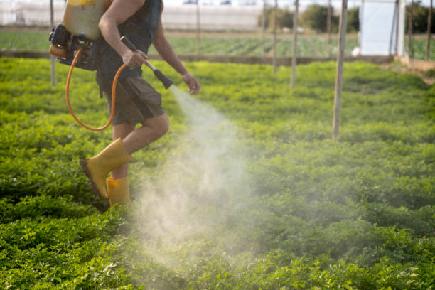 Professional Pest Control in Jamul, CA