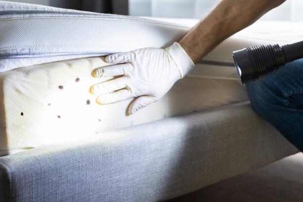 Best Wasp Removal Services  in Jamul, CA